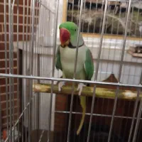 شاه طوطی نر سخنگو و رام و دستی