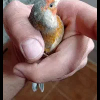 سهره‌قناری‌نرسرخ