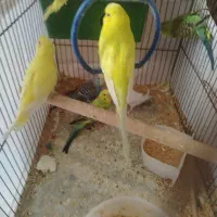 معاوضه با ماهی اکواریوم گل