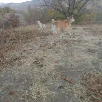 سگگله|سگ|آذرشهر, |دیوار