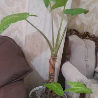 گل بابا آدم|گل و گیاه طبیعی|تهران, سعیدآباد|دیوار