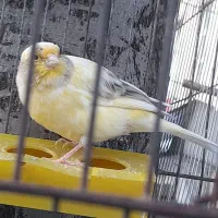 قناری ماده عسل کشیده وبلند