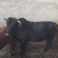 گوساله نر چاق