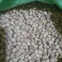 لوبیا چیتی اعلا