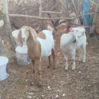 بزکره|حیوانات مزرعه|کشکوئیه, |دیوار