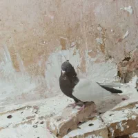 کبوتر گرفتنی و جفگاهی|پرنده|فیروزه, |دیوار