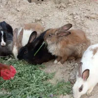 خرگوش نر و ماده|موش و خرگوش|زهک, |دیوار