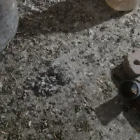 کودکبوتراهلی ۲ساله خشک وتمیز