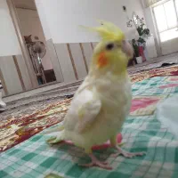 عروس هلندی رام و دستی|پرنده|بردسکن, |دیوار
