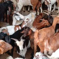 کهره نر و بز با قصابی خود بندرعباس|حیوانات مزرعه|بندرعباس, |دیوار