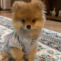 فروش نژاد پامر خرسی