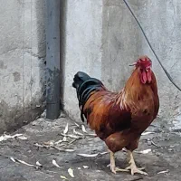 مرغ و خروس محلی رسمی جوان۶ماهه شهرری