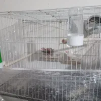 لوازم|ماهی|مشهد, امیریه|دیوار