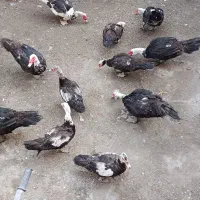 اردک اسرائیلی