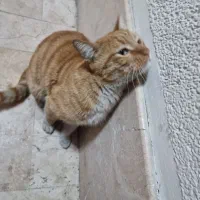 گربه عسلی بانمک پیدا شده|گربه|تهران, قیطریه|دیوار