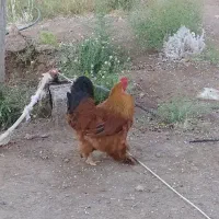 برهما درجه