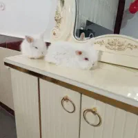 خرگوش لوپ هلندی اصیل بازیگوش