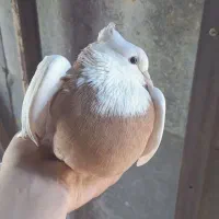 ماده پرتقالی بدون خال غلط طوق کامل و واشری|پرنده|آبدانان, |دیوار