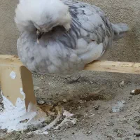 فروش انواع نژادهای زینتی مرغ و خروس|حیوانات مزرعه|فراشبند, |دیوار