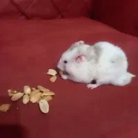 واگذاری همستر|موش و خرگوش|کرج, مهرویلا شمالی|دیوار