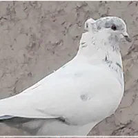 کبوتر بلند پرواز|پرنده|سیرجان, |دیوار