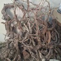 چوب انگور|صنایع دستی و سایر لوازم تزئینی|قنوات, |دیوار