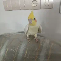 باسلام عروس کاملا دستی  وسالم