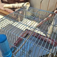 قفس سهره وسهره قناری سایز3