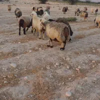 میش ترکی بختیاری|حیوانات مزرعه|فراشبند, |دیوار