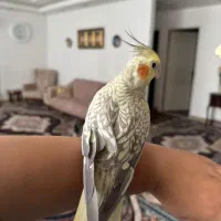 ۳عدد عروس هلندی سخنگو|پرنده|هشتگرد, هشتگرد قدیم|دیوار