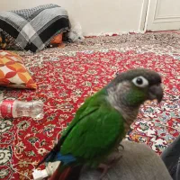 گرینچیک|پرنده|مشهد, سراب|دیوار