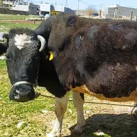 گاو دست پا شکسته