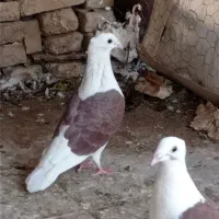 ماده و بچ ماده دوکتی