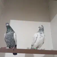 کفتر پاکستانی