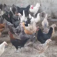 مرغ بومی|حیوانات مزرعه|خمینی‌شهر, |دیوار