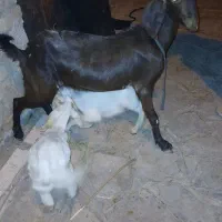 بز دورگ پاکستانی