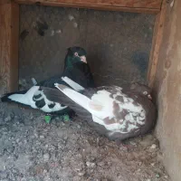 کبوتر|پرنده|جهرم, |دیوار