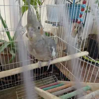 عروس هلندی سه ماهه باقفس