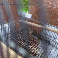 سهره قناری|پرنده|شیراز, کفترک|دیوار