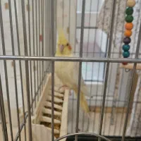 عروس هلندی ماده مولد زعفرانی اواز خوان