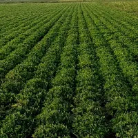 اجاره ۳ هکتار زمین کشاورزی