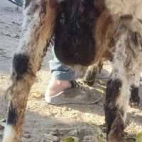 گوسفند مری دورگ|حیوانات مزرعه|هامون, |دیوار