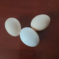 تخم مرغ محلی تازه