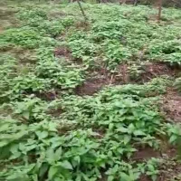 زمین مسکونی  بر آسفالت که مغازه هم میشه ساخت|فروش زمین و ملک کلنگی|آستانه اشرفیه, |دیوار