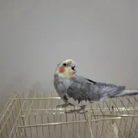 عروس هلندی نر مست