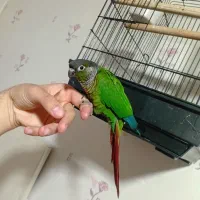 گرنچیک فول اهلی سخون گو