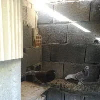 چند عدد کبوتر|پرنده|جم, |دیوار