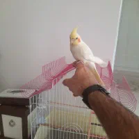 عروس هلندی کاملا رام رام با قفس و متعلقات