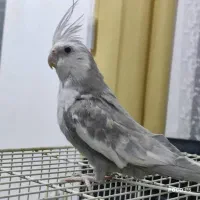 عروس هلندی|پرنده|شیراز, شاپورجان|دیوار