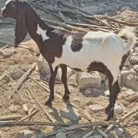 پازن داشتی بز دورگ پاکستانی|حیوانات مزرعه|سعدآباد, |دیوار